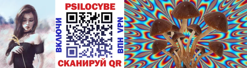 Псилоцибиновые грибы Psilocybe нарко площадка официальный сайт Отрадная